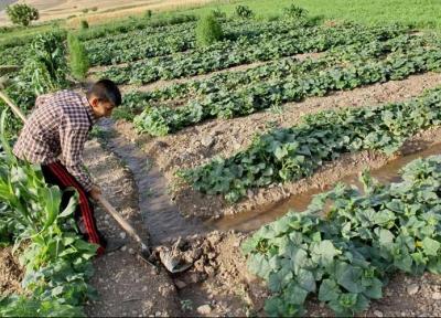 سایه سنگین کشاورزی سنتی بر دشت قزوین