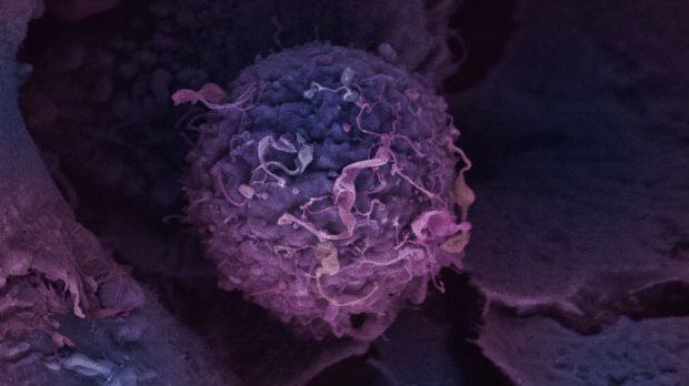 یافته جدید محققان درباره اثر دارویی که خطر سرطان پستان را نصف می نماید