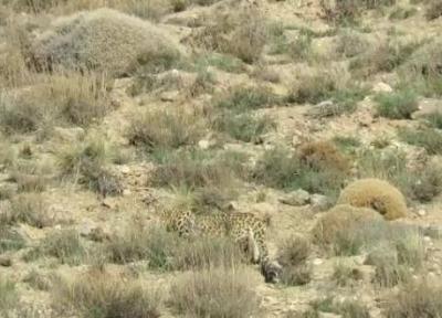 مشاهده یک قلاده پلنگ در ارتفاعات فیروزکوه